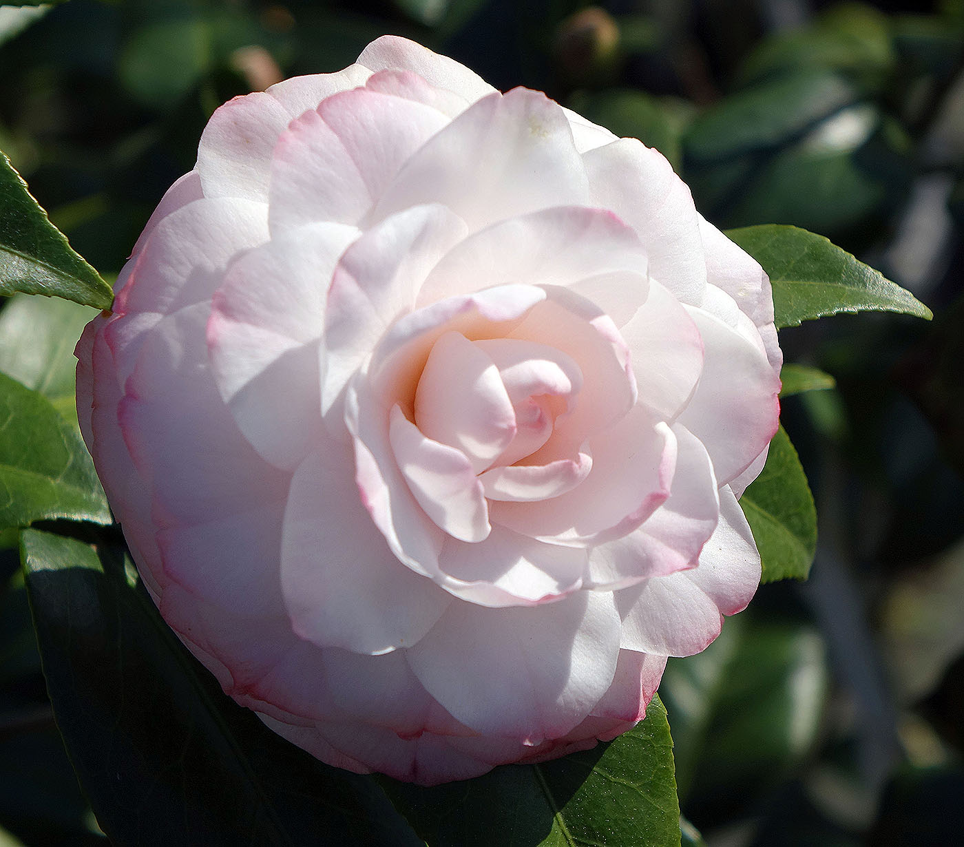 Camellia.